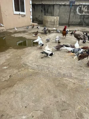 Exotic Pigeons Available for Sale