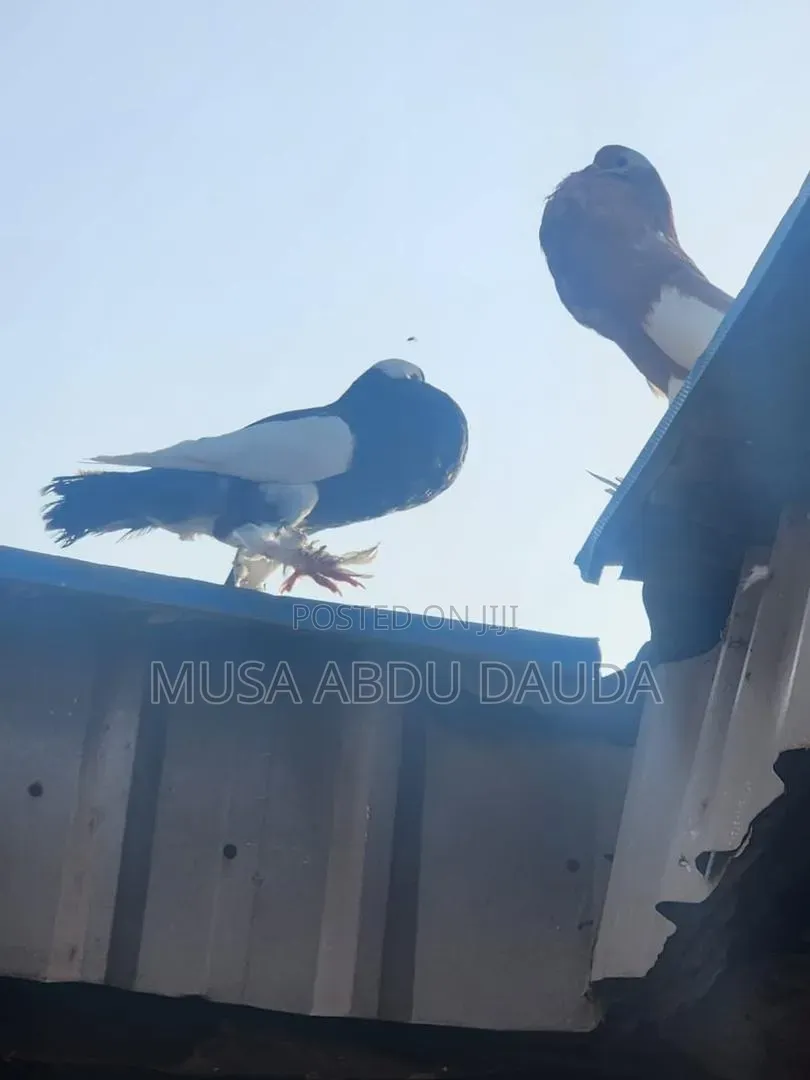Exotic Pigeons Available for Sale