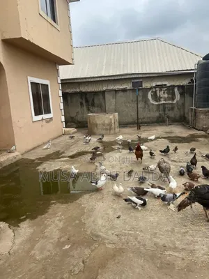 Exotic Pigeons Available for Sale