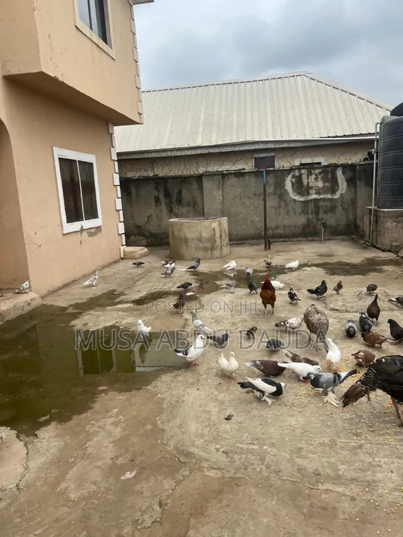 Exotic Pigeons Available for Sale