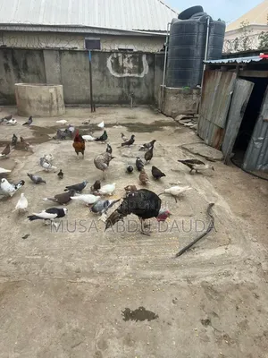 Exotic Pigeons Available for Sale