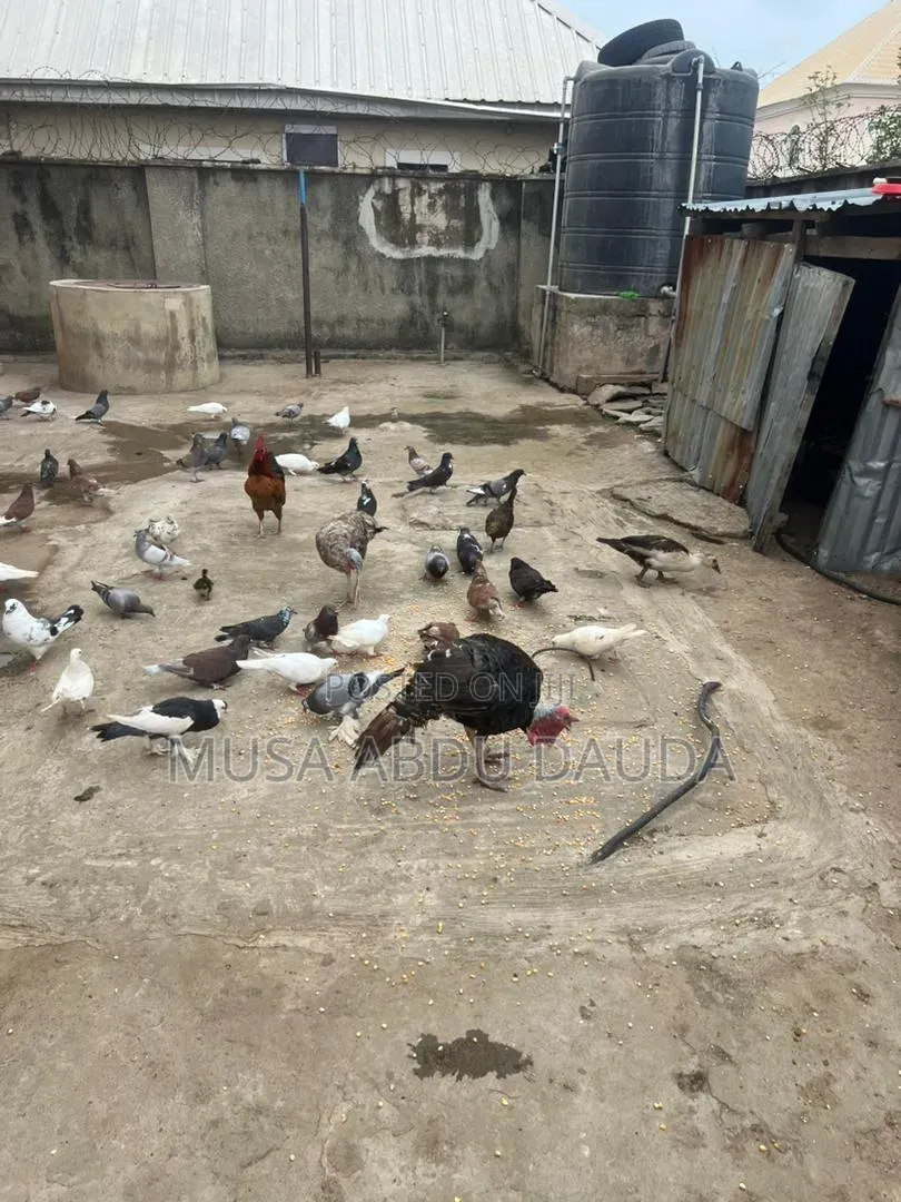 Exotic Pigeons Available for Sale
