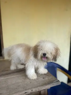 3-6 months Male Purebred Lhasa Apso