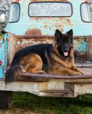 1+ year Male Purebred German Shepherd