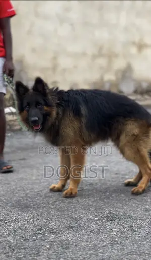1+ year Male Purebred German Shepherd