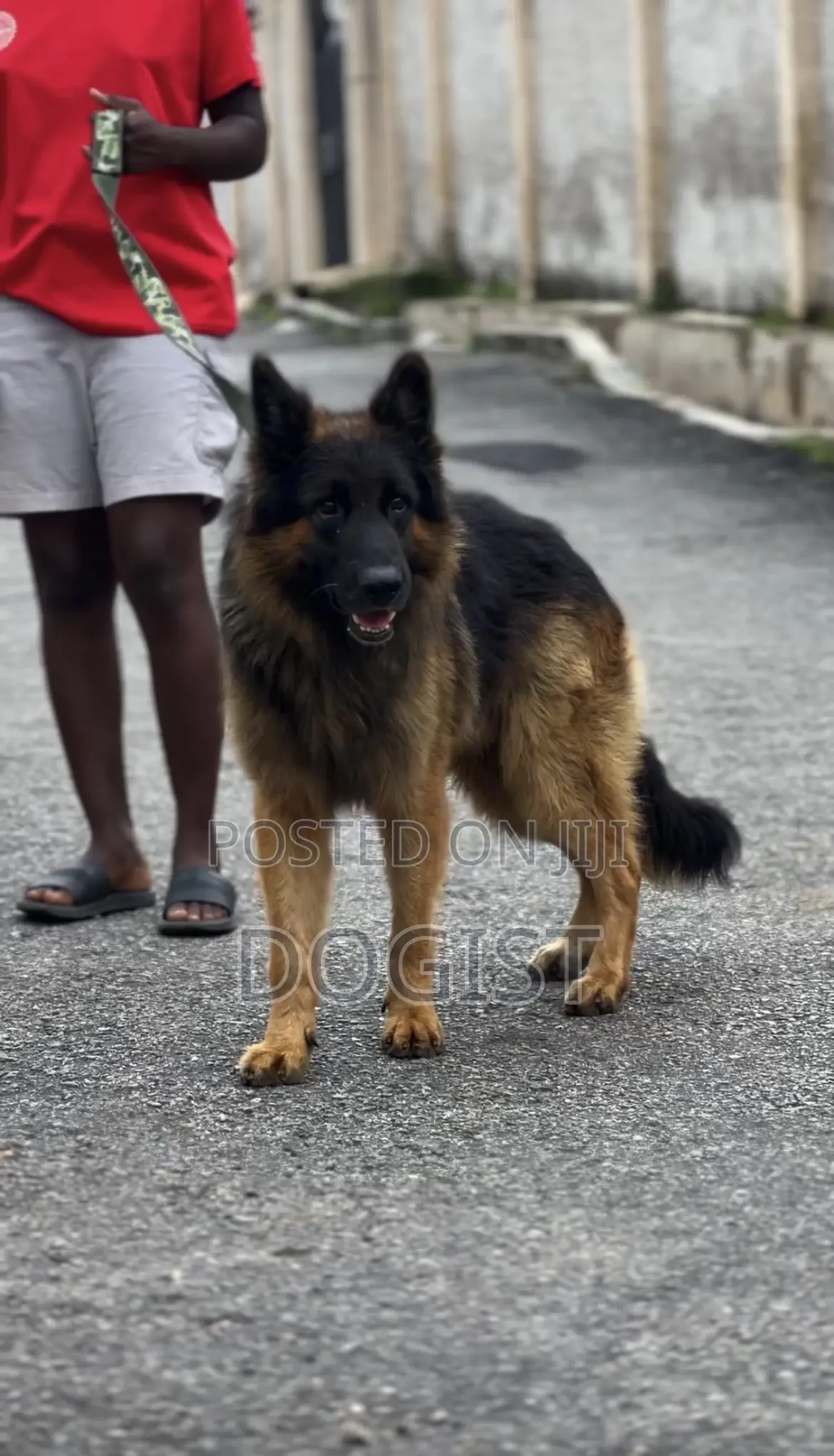 1+ year Male Purebred German Shepherd