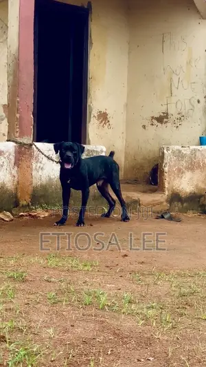 1+ year Male Purebred Cane Corso