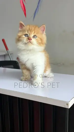 1-3 months Male Purebred Persian