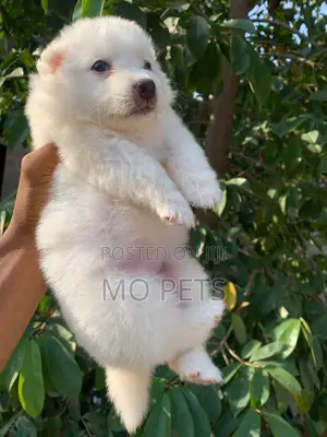 1-3 months Female Purebred American Eskimo