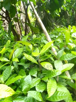 Hybrid Cocoa