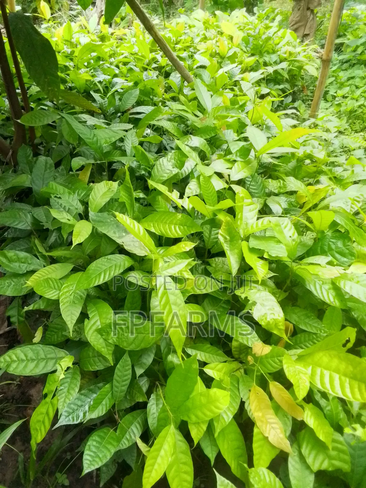 Hybrid Cocoa