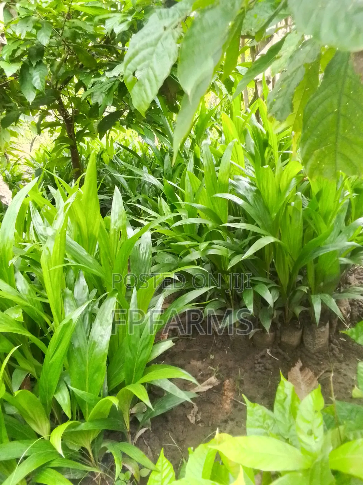 Hybrid Terena Palm Seedlings