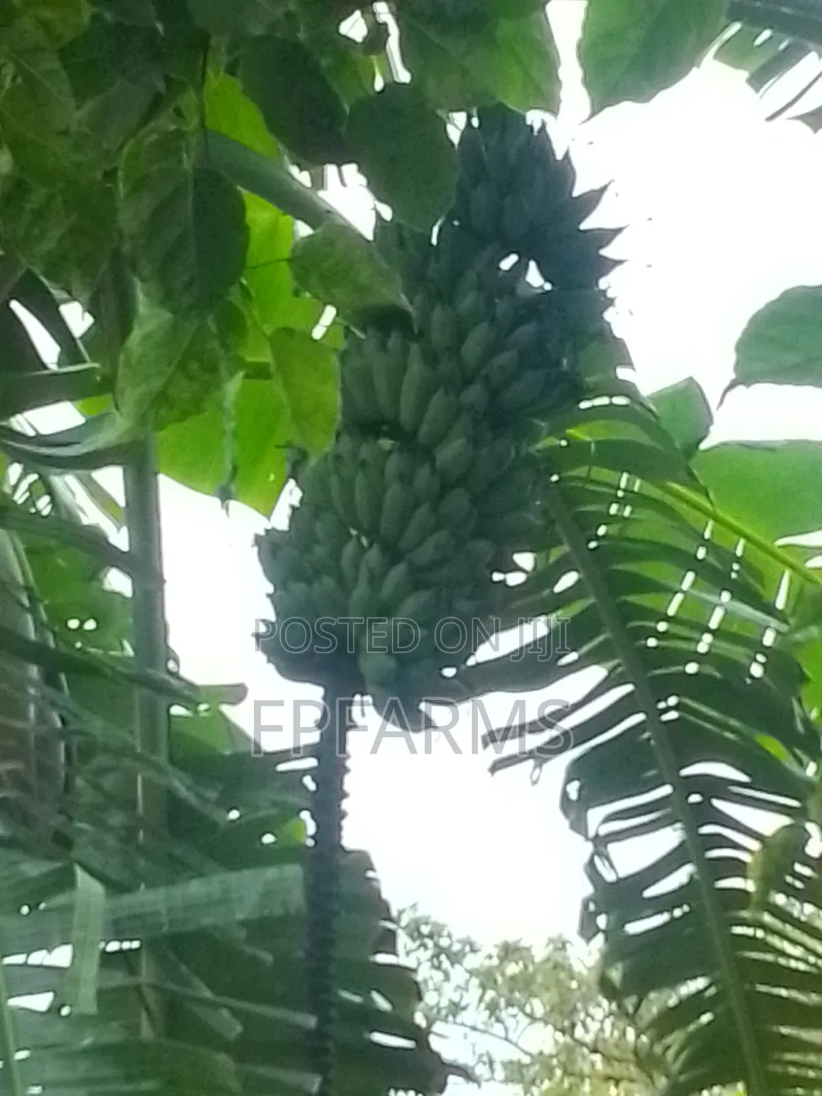 Banana Bunches
