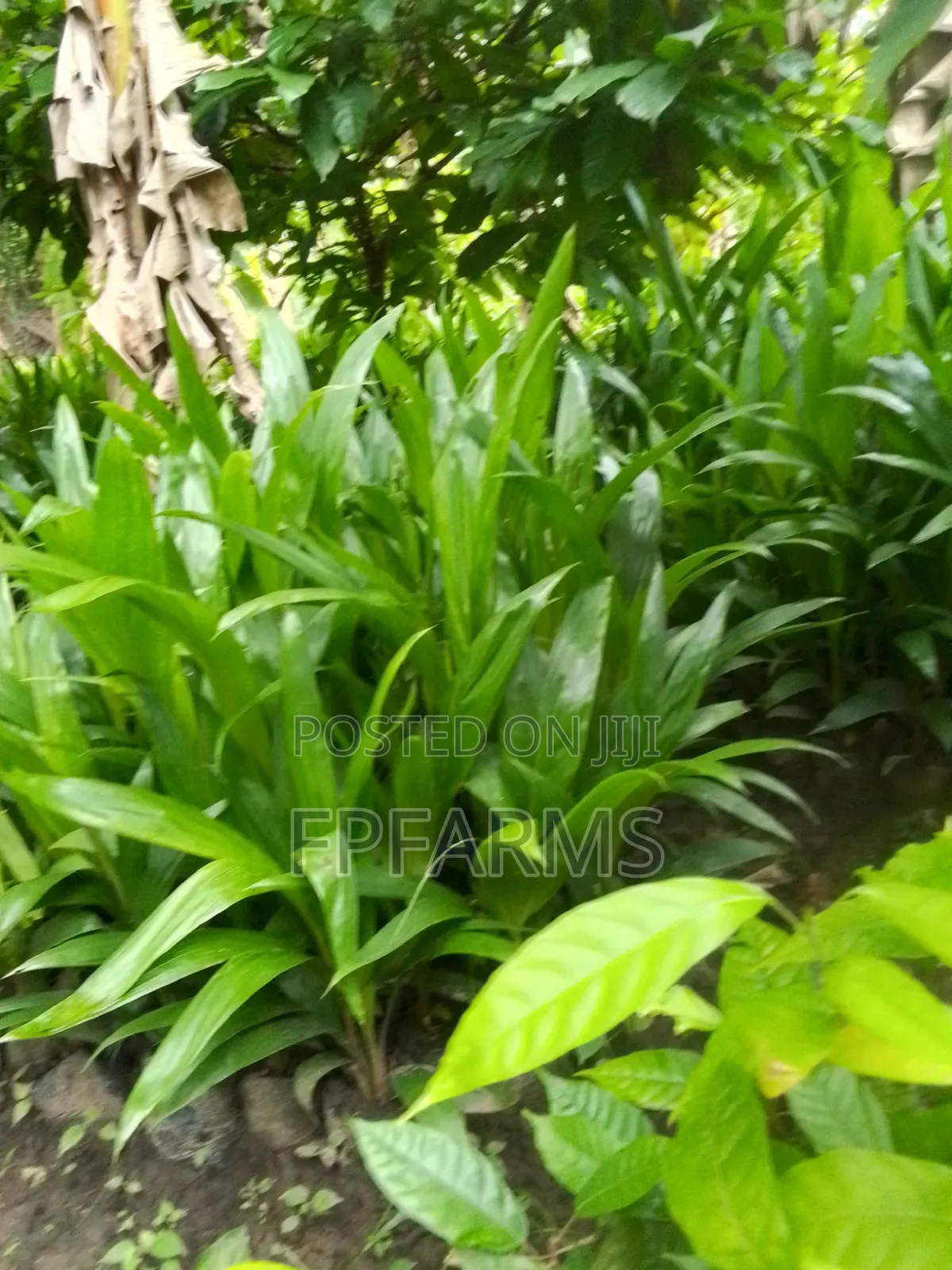 Hybrid Terena Palm Seedlings