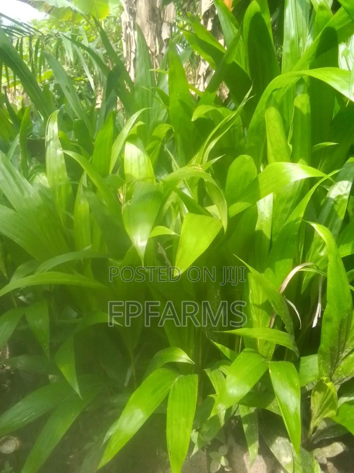 Hybrid Terena Palm Seedlings