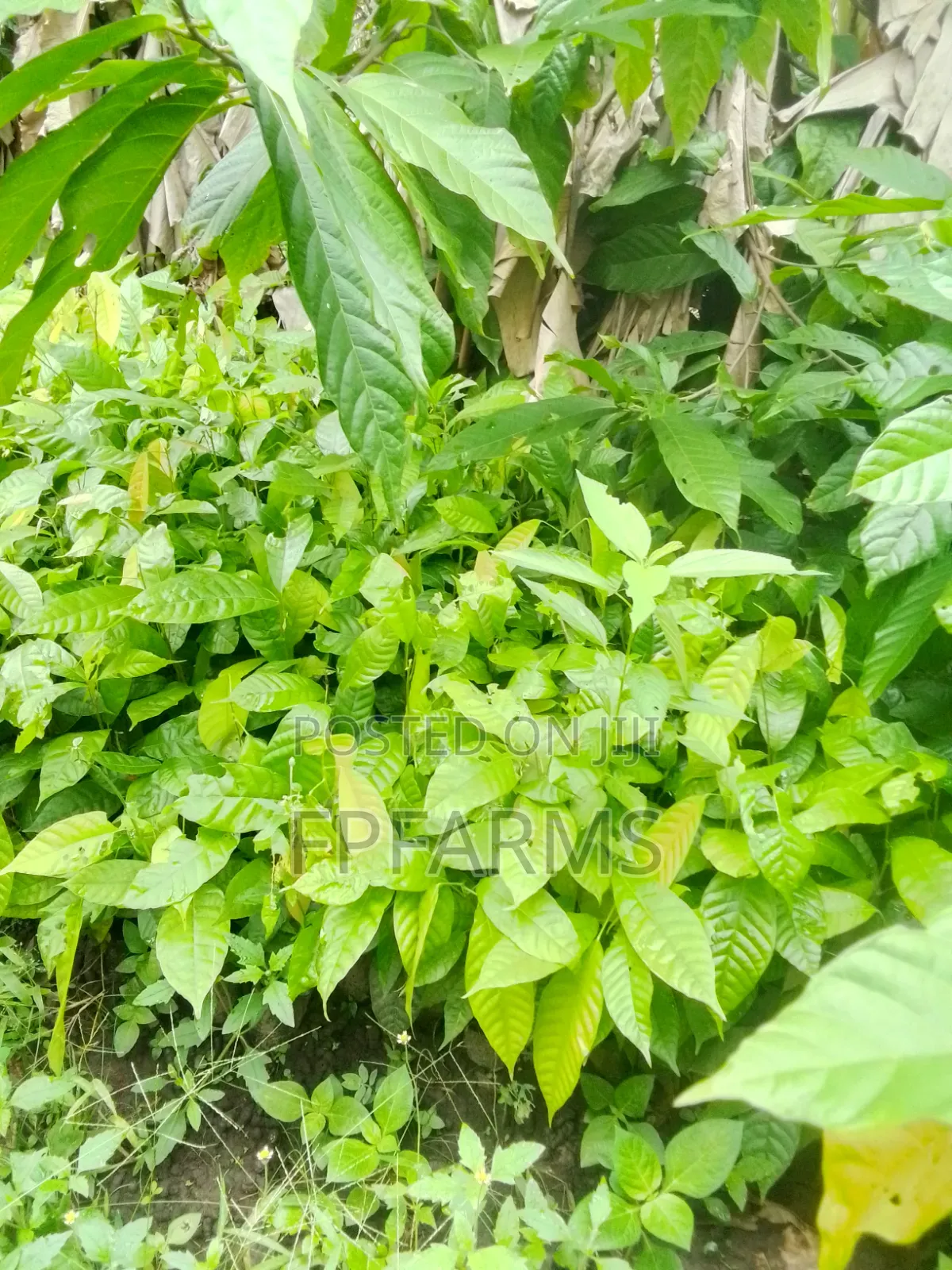 Hybrid Cocoa