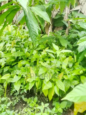 Hybrid Cocoa