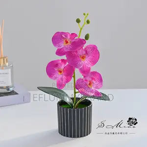 Phalaenopsis Four Head Flowers