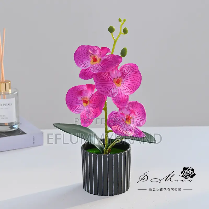 Phalaenopsis Four Head Flowers