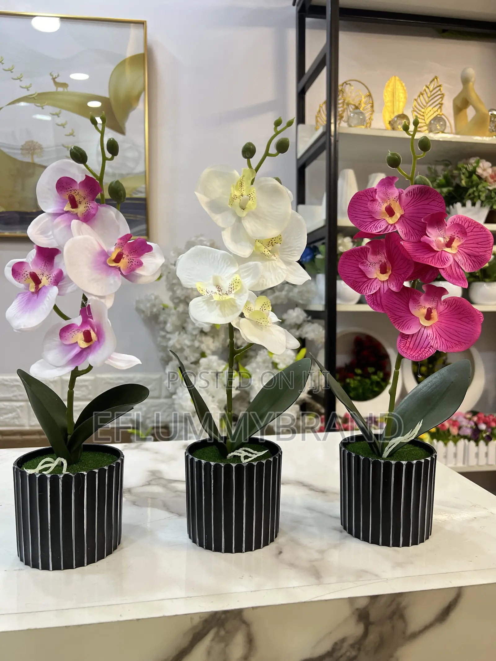 Phalaenopsis Four Head Flowers