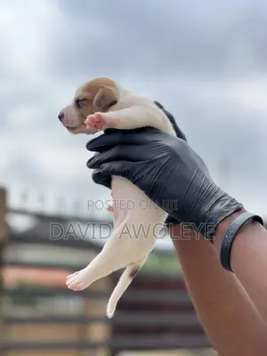 1-3 months Male Purebred Jack Russell Terrier