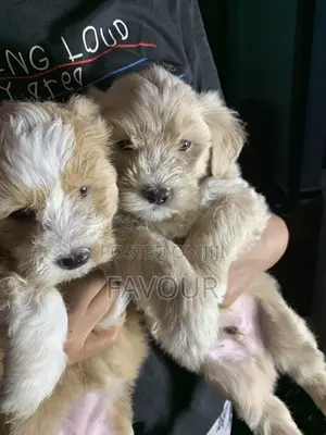 1-3 months Female Purebred Lhasa Apso