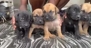 1-3 months Male Purebred Boerboel