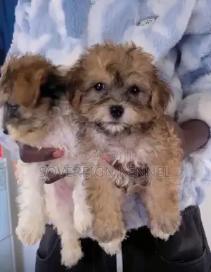 1-3 months Male Purebred Lhasa Apso