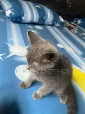 1-3 months Female Purebred British Shorthair