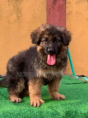 1-3 months Female Purebred German Shepherd