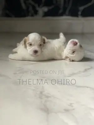1-3 months Female Purebred Lhasa Apso