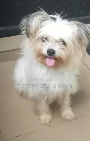 1+ year Female Mixed Breed Lhasa Apso
