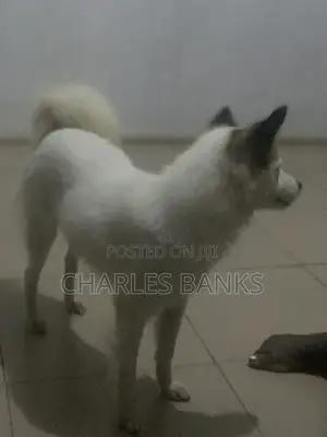 1+ year Male Mixed Breed American Eskimo