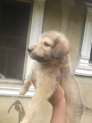 1-3 months Male Mixed Breed Caucasian Shepherd