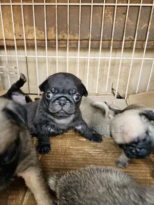 1-3 months Female Purebred Pug