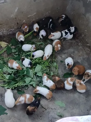 Guinea Pigs