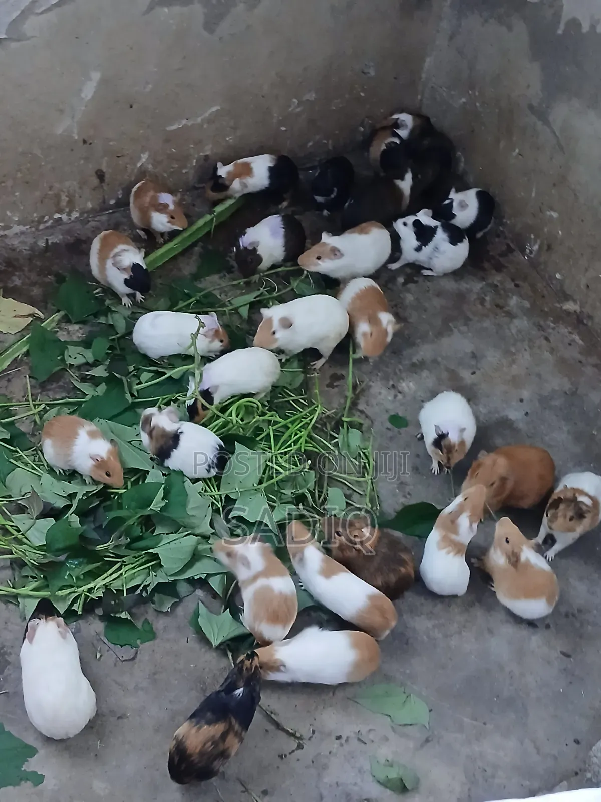 Guinea Pigs