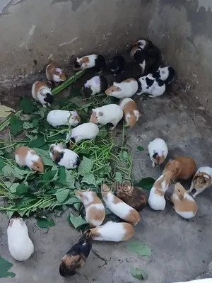 Guinea Pigs