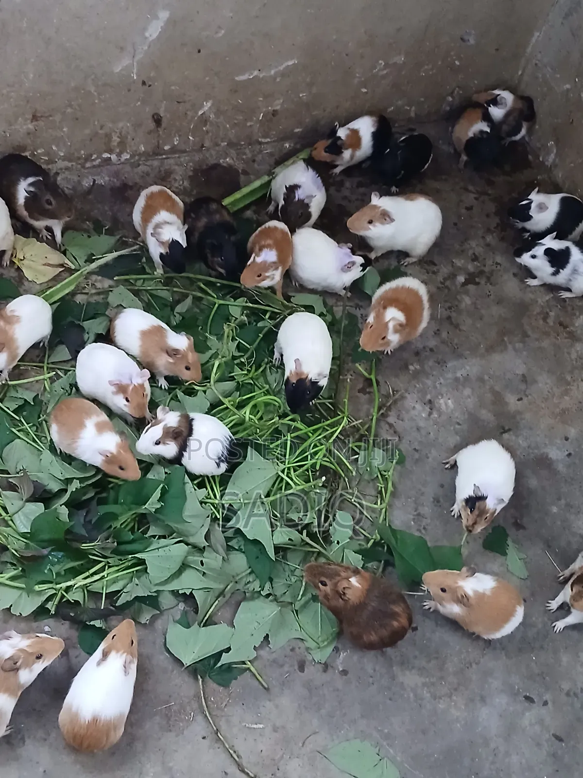 Guinea Pigs