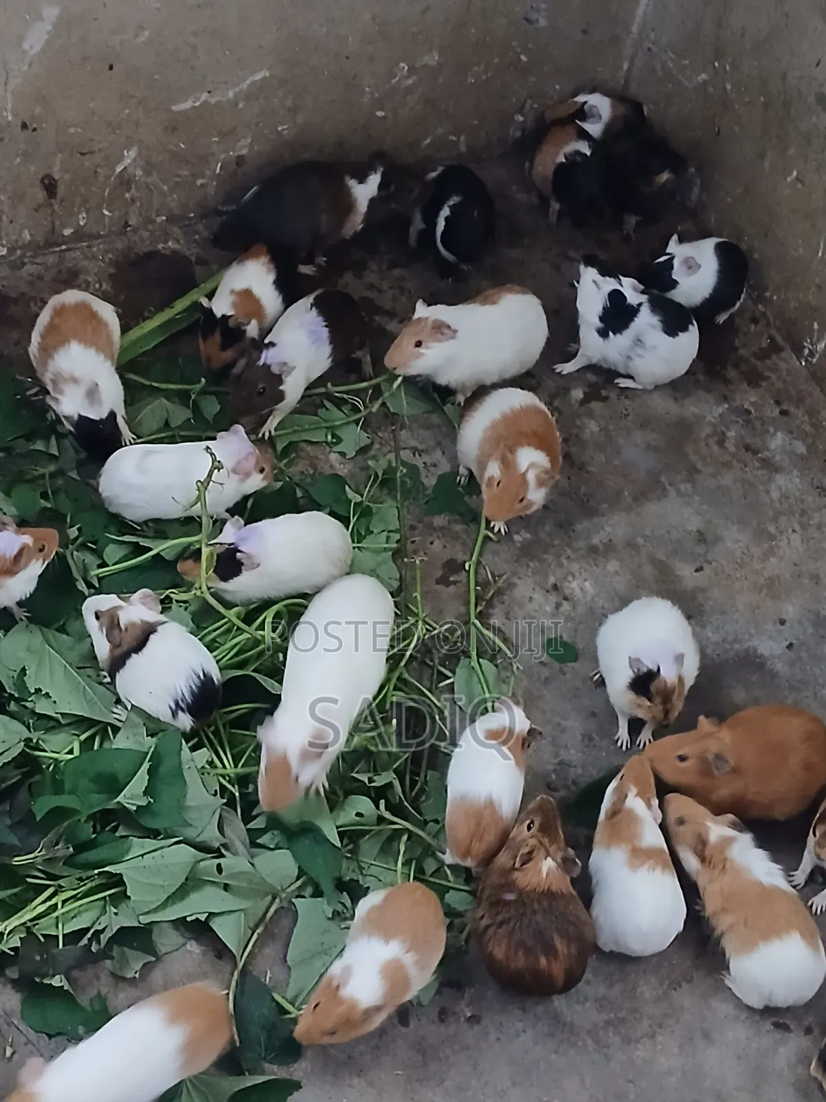 Guinea Pigs