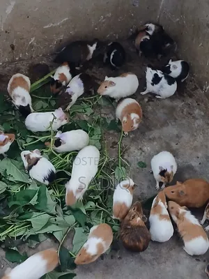 Guinea Pigs