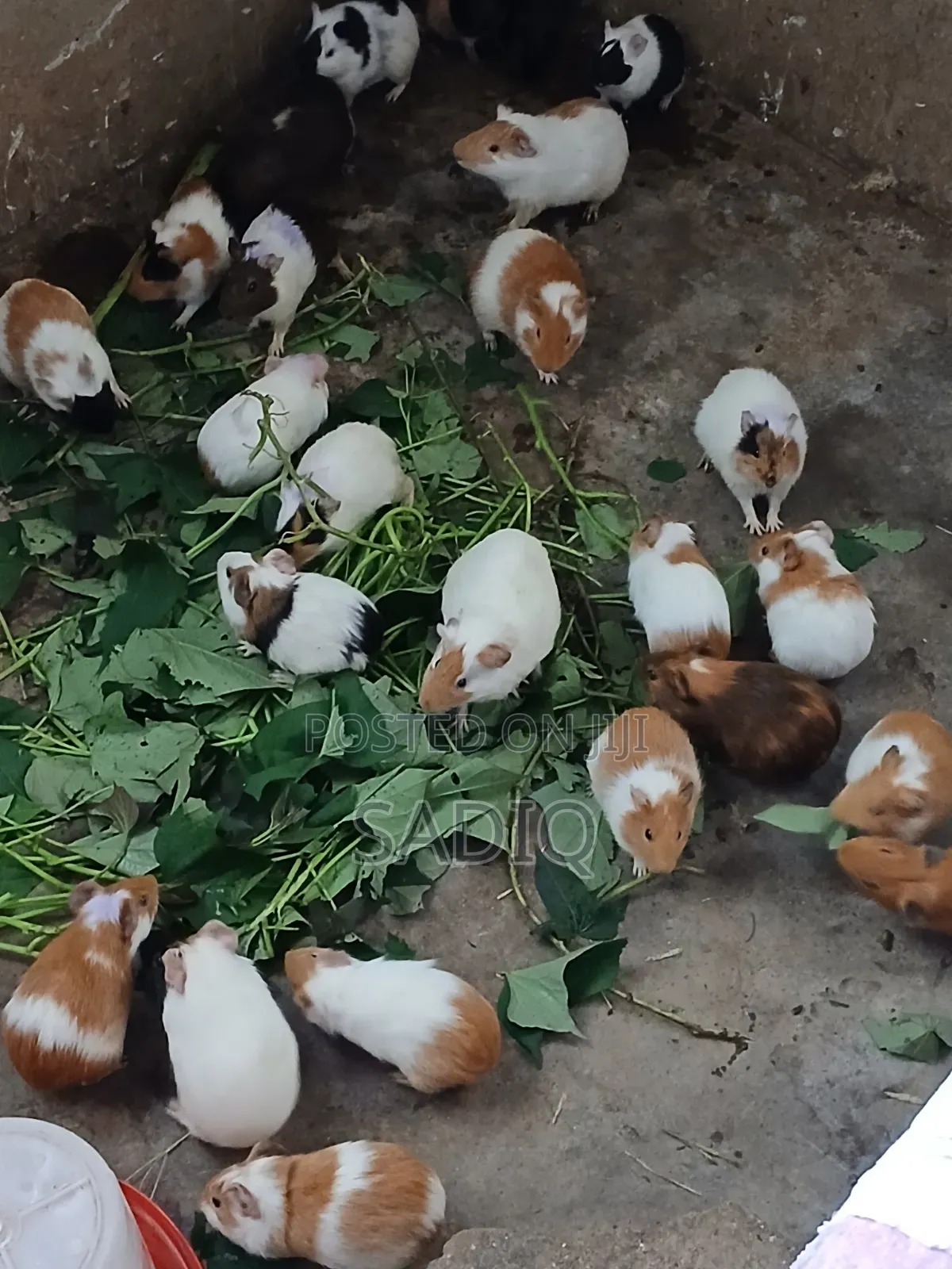 Guinea Pigs