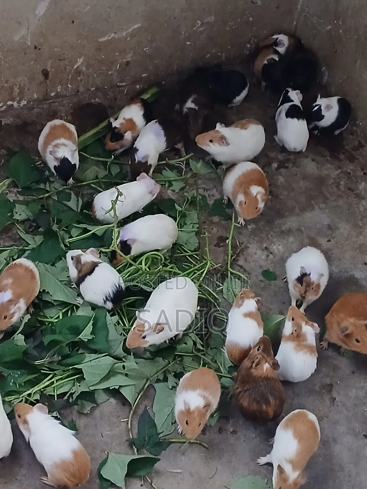 Guinea Pigs