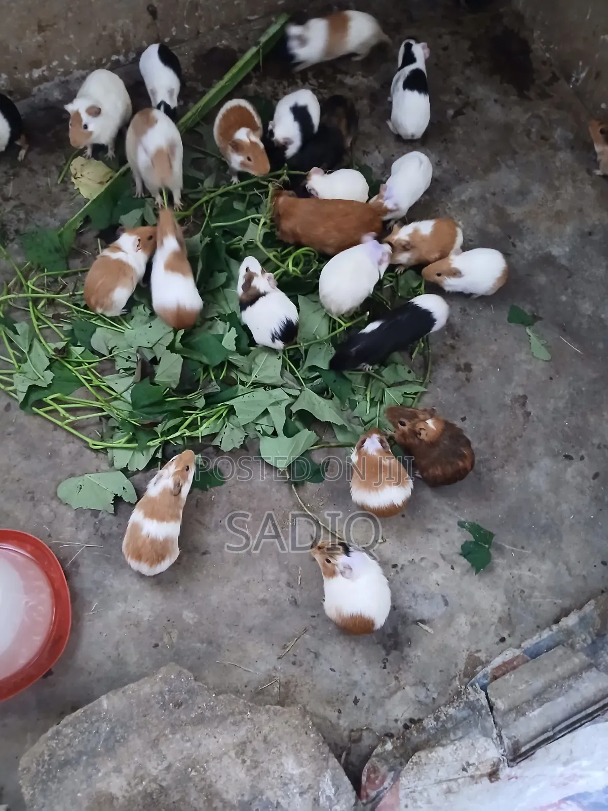 Guinea Pigs