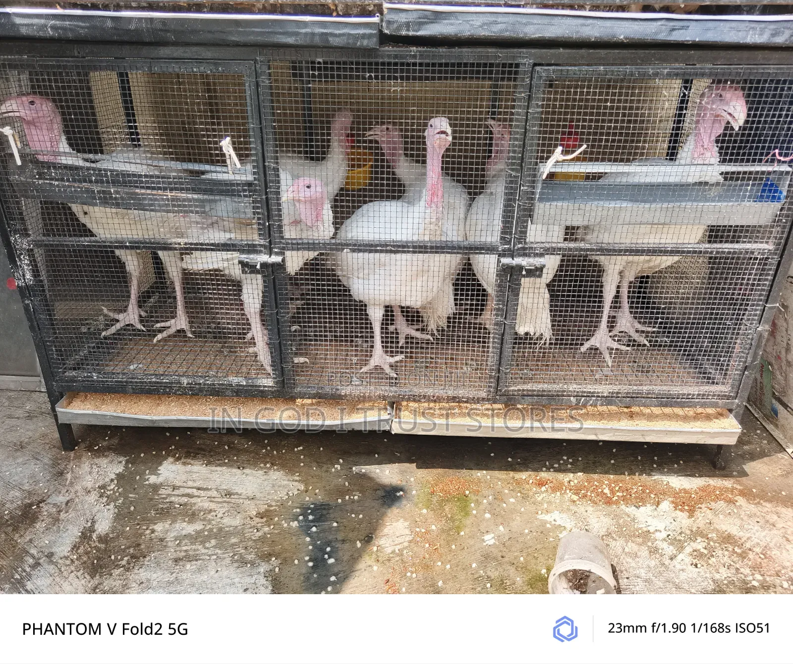 5month Foreign Turkey