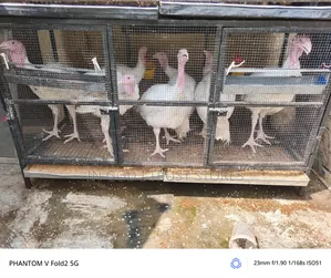 5month Foreign Turkey