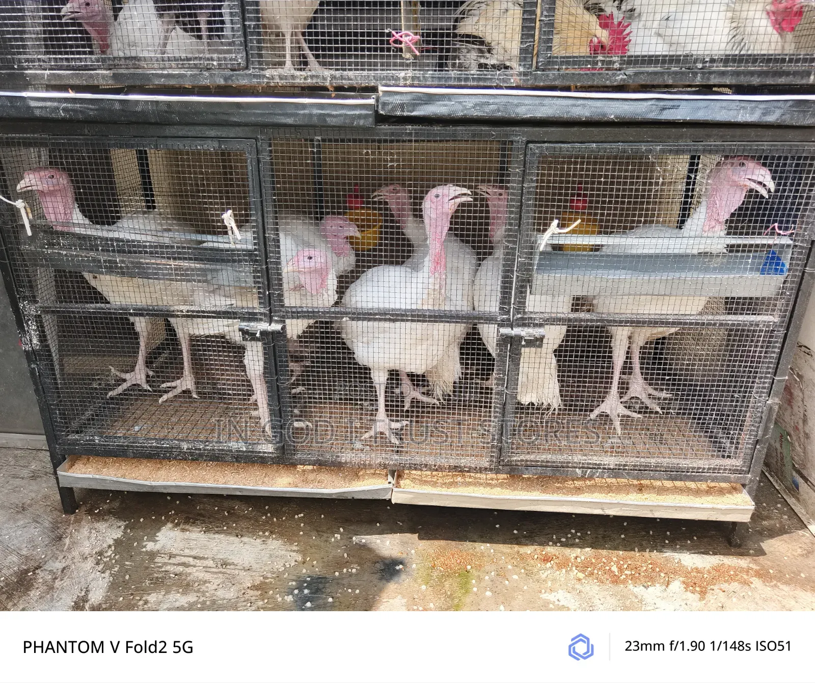 5month Foreign Turkey