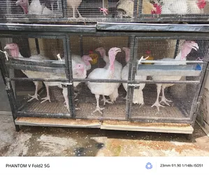 5month Foreign Turkey