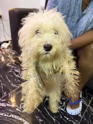 1+ year Female Purebred Lhasa Apso