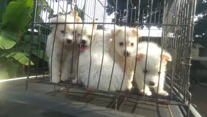 1-3 months Female Purebred American Eskimo